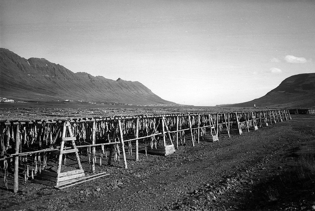 Árið 1979 framleiddi Síldarvinnslan 40 tonn af skreið. Ljósm. Vilberg Guðnason